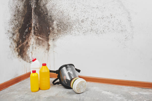 Best Black Mold Removal  in Snohomish, WA