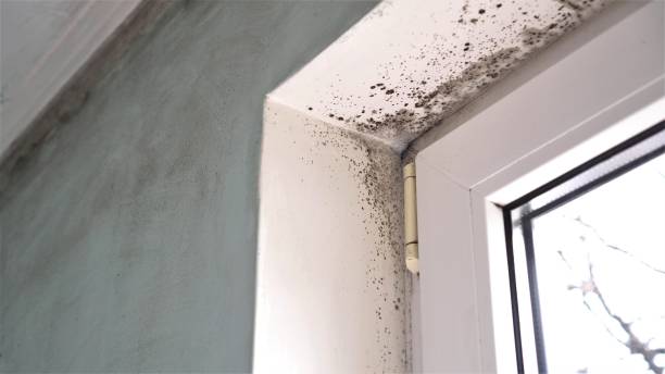 Mold Removal and Inspection in Snohomish, WA