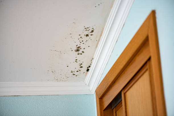 Best Office Mold Removal Services  in Snohomish, WA