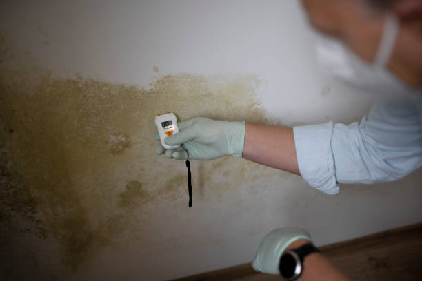 Best Residential Mold Removal  in Snohomish, WA