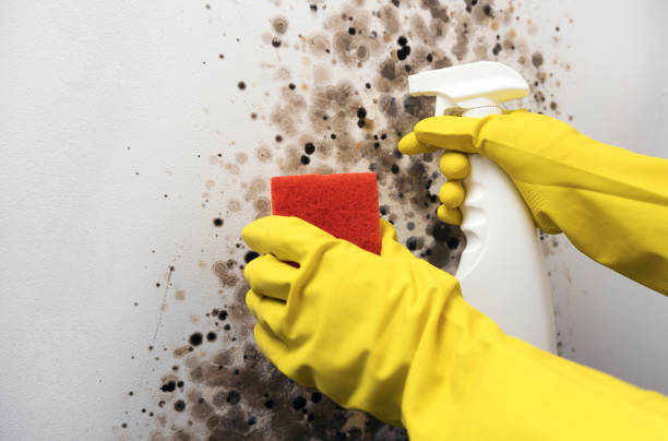 Best Mold Damage Repair  in Snohomish, WA