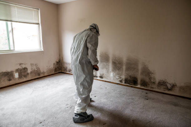 Best Mold Removal and Inspection  in Snohomish, WA